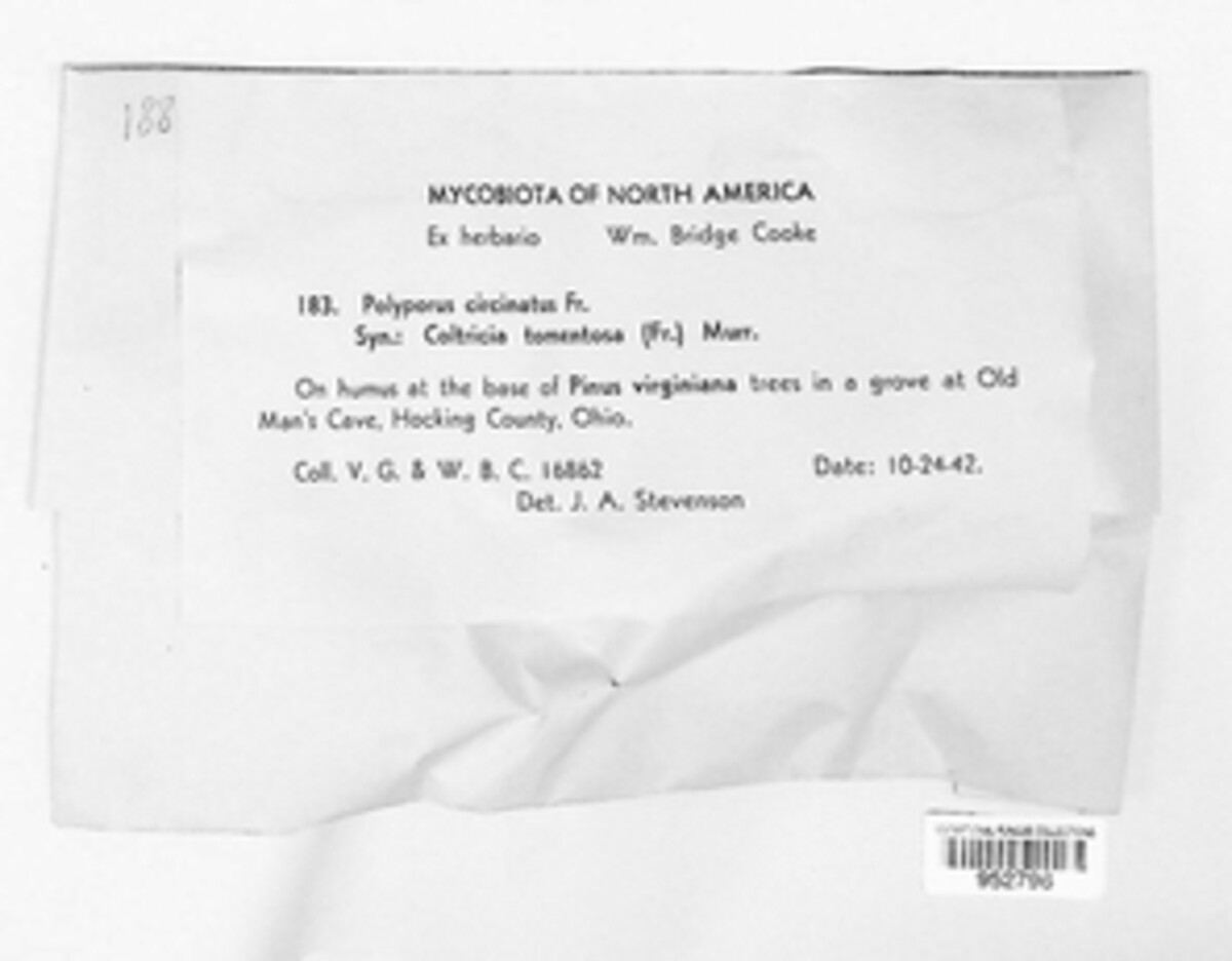 Onnia circinata image